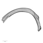 DV15-75 Homo sapiens rib fifth right superior