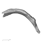 DV15-76 Homo sapiens rib fifth left inferior