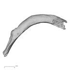 DV15-76 Homo sapiens rib fifth left superior