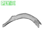 DV15-76 Homo sapiens rib fifth left ply