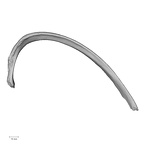 DV15-77 Homo sapiens rib sixth right inferior