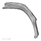 DV15-78 Homo sapiens rib sixth left inferior