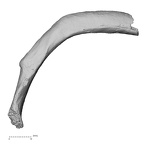 DV15-78 Homo sapiens rib sixth left superior