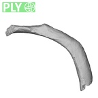 DV15-78 Homo sapiens rib sixth left ply