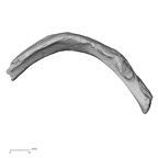 DV15-80 Homo sapiens rib seventh left inferior