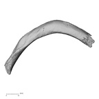 DV15-80 Homo sapiens rib seventh left superior