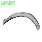 DV15-80 Homo sapiens rib seventh left ply