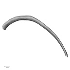 DV15-89 Homo sapiens rib eleventh left superior