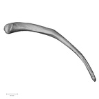 DV15-90 Homo sapiens rib twelfth right inferior