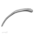 DV15-90 Homo sapiens rib twelfth right superior