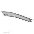 DV15-91 Homo sapiens rib superior