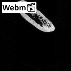 DV15-93 Homo sapiens rib ct stack movie
