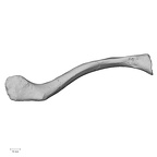 DV15-94 Homo sapiens clavicle right inferior