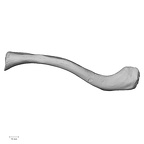 DV15-94 Homo sapiens clavicle right superior