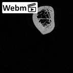 DV15-94 Homo sapiens clavicle right ct stack movie