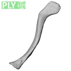 DV15-94 Homo sapiens clavicle right ply