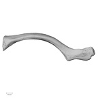 DV15-95 Homo sapiens clavicle left inferior