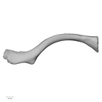 DV15-95 Homo sapiens clavicle left superior