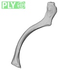 DV15-95 Homo sapiens clavicle left ply