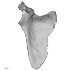 DV15-96 Homo sapiens scapula right anterior