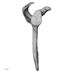 DV15-96 Homo sapiens scapula right lateral