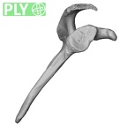 DV15-96 Homo sapiens scapula right ply