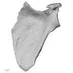 DV15-97 Homo sapiens scapula left anterior