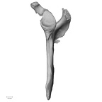 DV15-97 Homo sapiens scapula left lateral