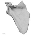 DV15-97 Homo sapiens scapula left posterior