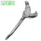 DV15-97 Homo sapiens scapula left ply