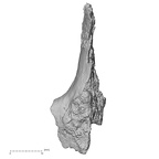 DV16-104 Homo sapiens os coxae right anterior