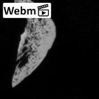 DV16-104 Homo sapiens os coxae right ct stack movie