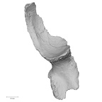 DV16-105 Homo sapiens os coxae right anterior