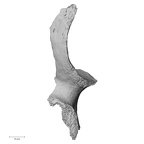 DV16-105 Homo sapiens os coxae right lateral