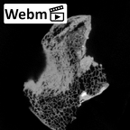 DV16-105 Homo sapiens os coxae right ct stack movie