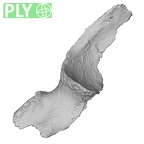 DV16-105 Homo sapiens os coxae right ply