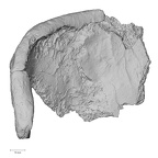 DV16-106 Homo sapiens os coxae right anterior