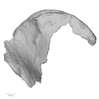 DV16-106 Homo sapiens os coxae right lateral