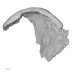 DV16-106 Homo sapiens os coxae right medial