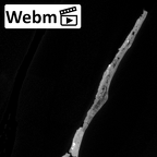 DV16-106 Homo sapiens os coxae right ct stack movie