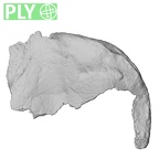 DV16-106 Homo sapiens os coxae right ply