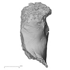 DV16-107 Homo sapiens os coxae left view 2