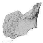 DV16-108 Homo sapiens os coxae left view 2