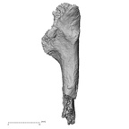 DV16-108 Homo sapiens os coxae left view 3