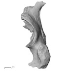 DV16-109 Homo sapiens os coxae left lateral