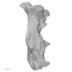 DV16-109 Homo sapiens os coxae left medial