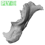 DV16-109 Homo sapiens os coxae left ply