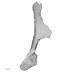 DV16-111 Homo sapiens os coxae left anterior