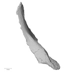 DV16-111 Homo sapiens os coxae left medial