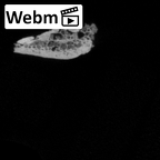 DV16-111 Homo sapiens os coxae left ct stack movie